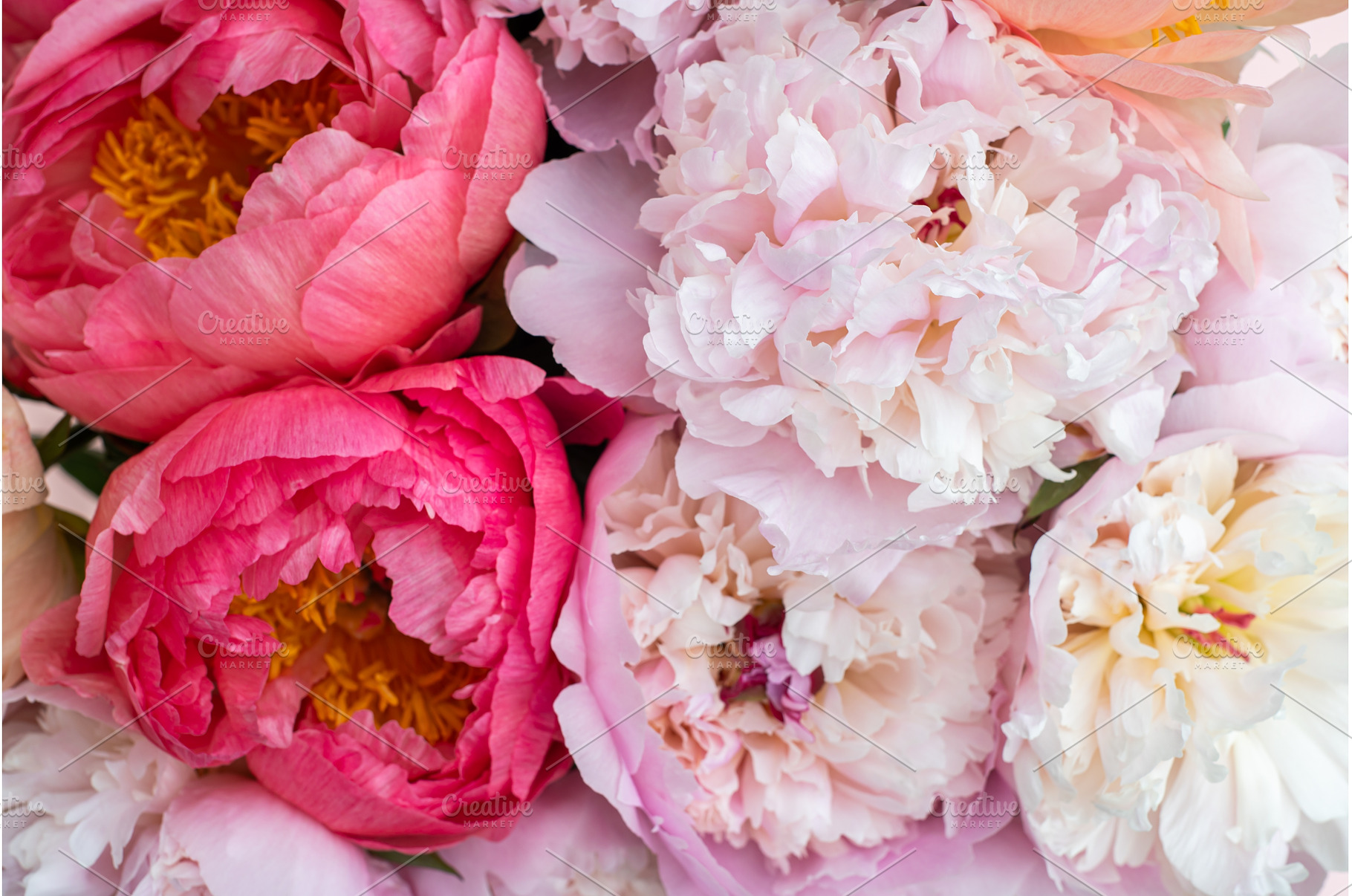 Fresh bunch of pink peonies, a Nature Photo by MAnuta