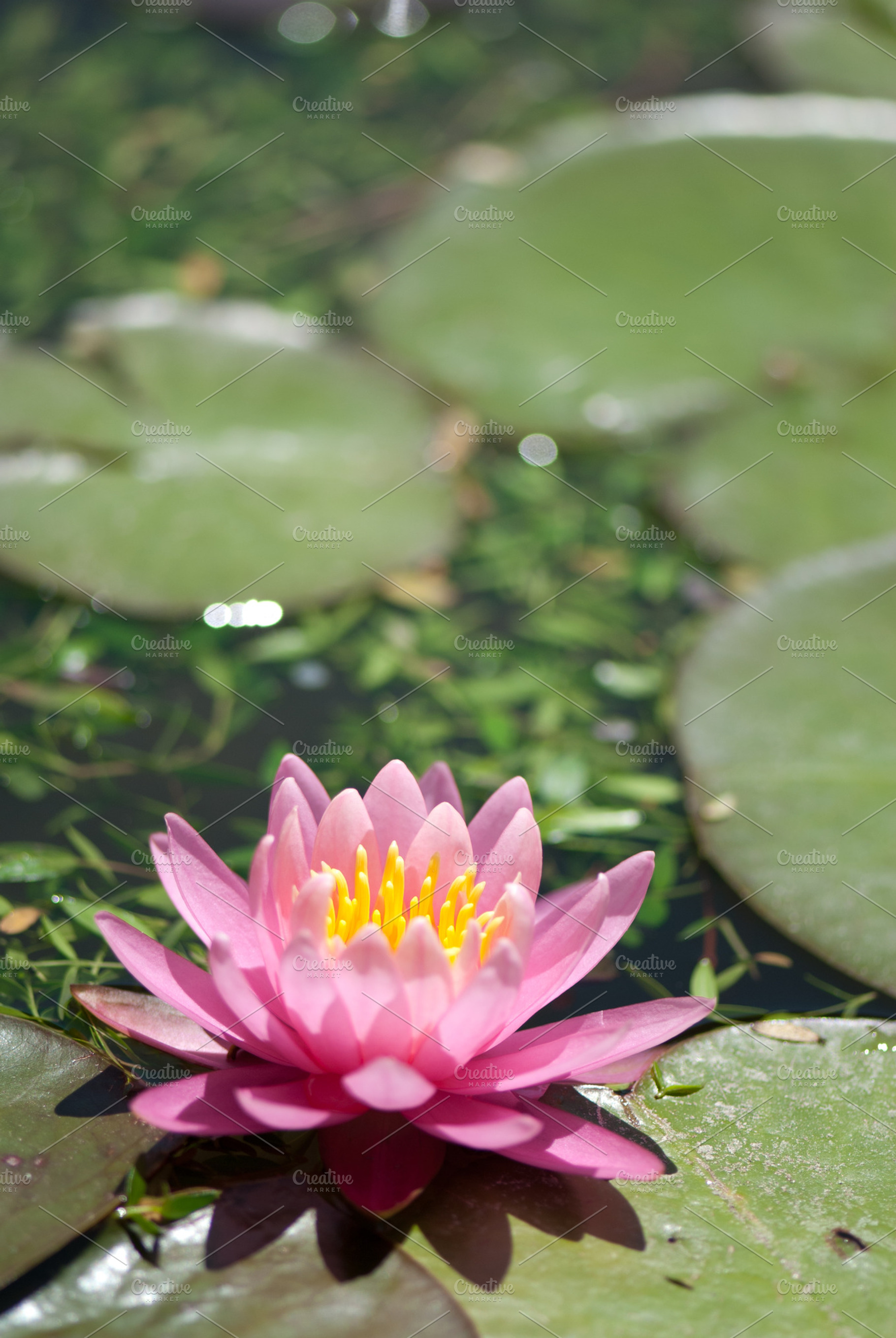Lily Pad Flower Featuring Pink Flower And Yellow