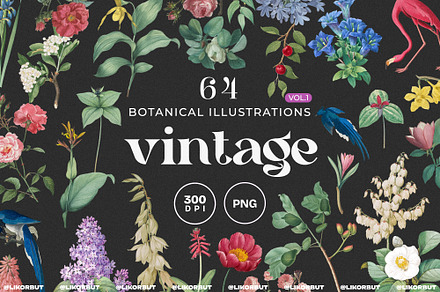 Vintage Botanical Illustrations