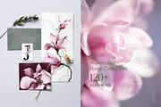 Magnolia & Eucalyptus. Watercolor, an Object Illustration by Colden Blue (Thumbnail 2 of 15)