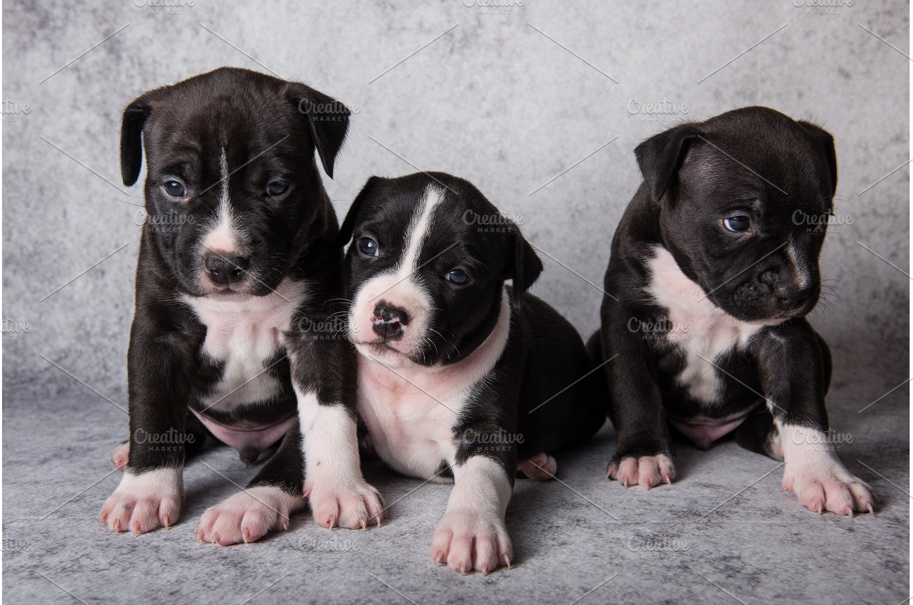 Black and white American, an Animal Photo by COLORFUL