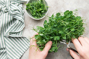 Hands harvesting fresh pea shoots microgreens for healthy food, a Photo by Olena Rudo