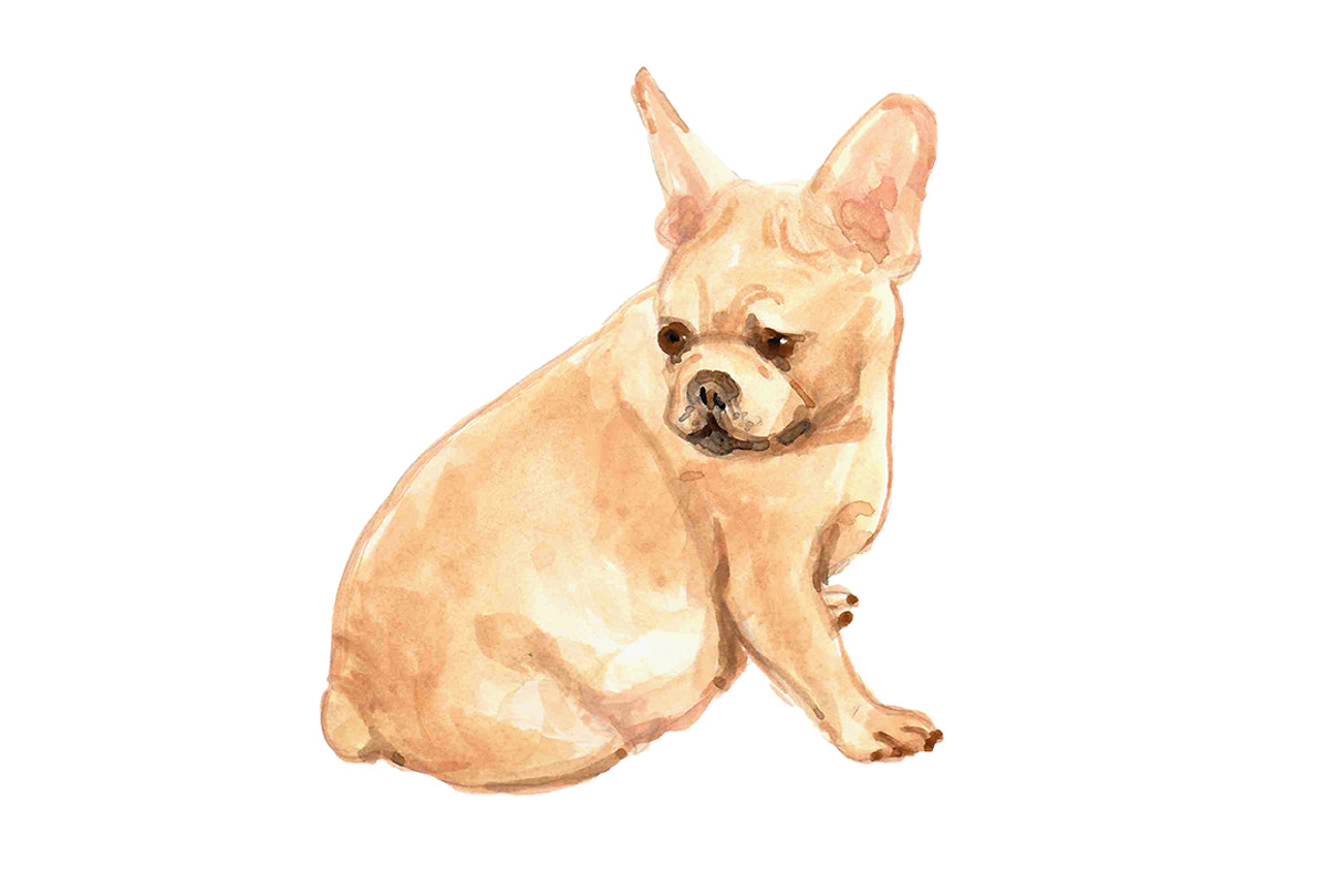 French Bulldogs, an Animal Illustration by Carol Cooper Studios (Photo 5 of 8)