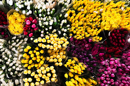 Colorful arrangement of tulip bouquets in various vibrant hues at a flower disp, a Photo by AS photostudio