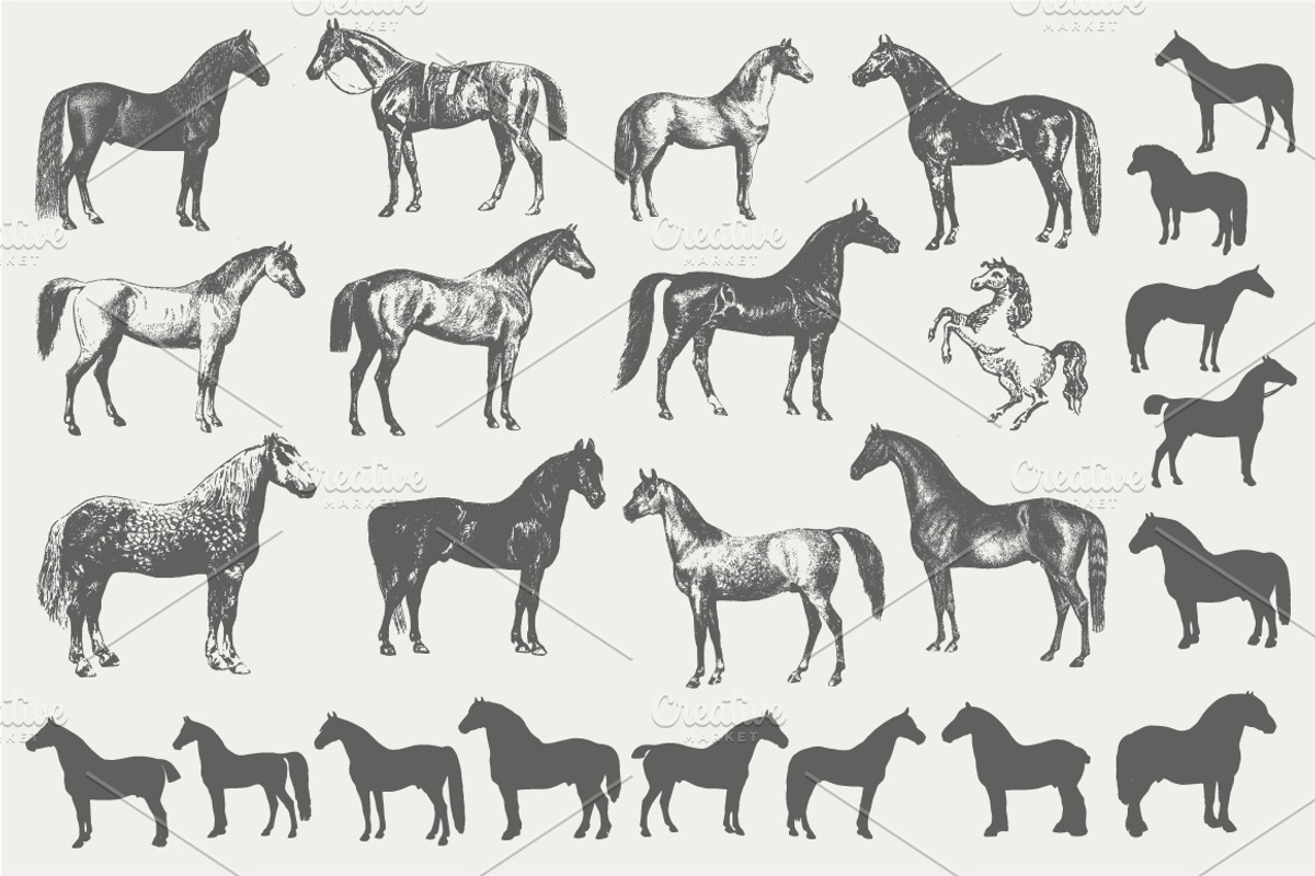 Vintage Horse Illustrations, an Illustration by Leah Suzanne