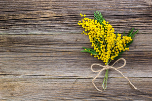 Yellow spring Mimosa bouquet with bo