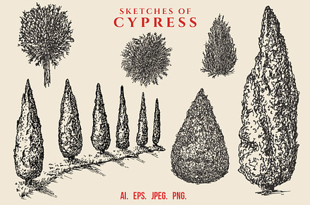 Hand drawn sketches of cypress tree, a Decorative Illustration by CGterminal