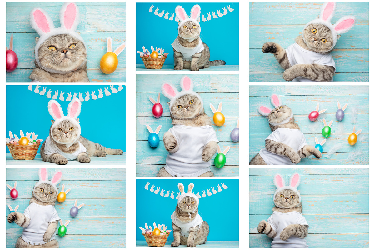 Easter Bunny Cat, an Animal Photo by AnStore (Photo 1 of 2)