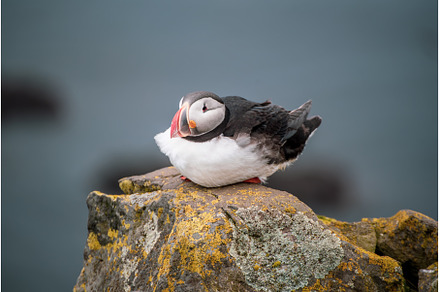 Single atlantic puffin in Iceland
