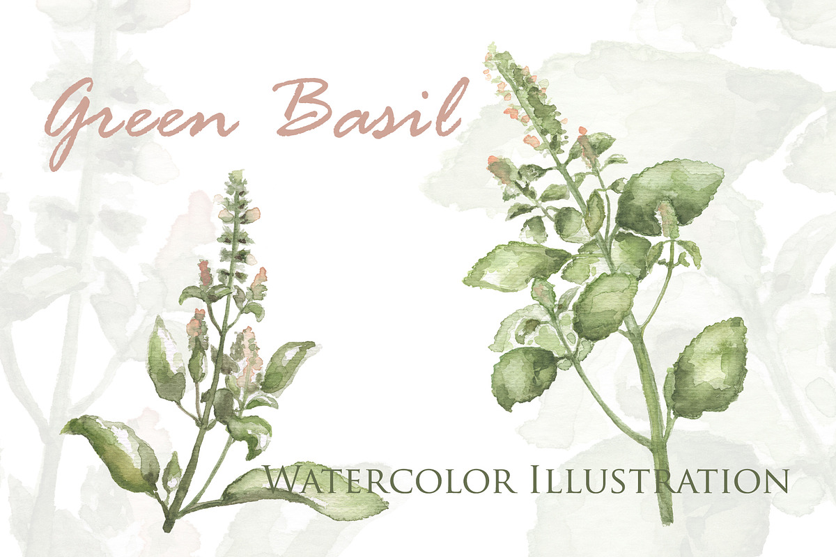 Green Basil Botanical Illustration, a Food Illustration by RabbitAndPencil (Photo 1 of 3)