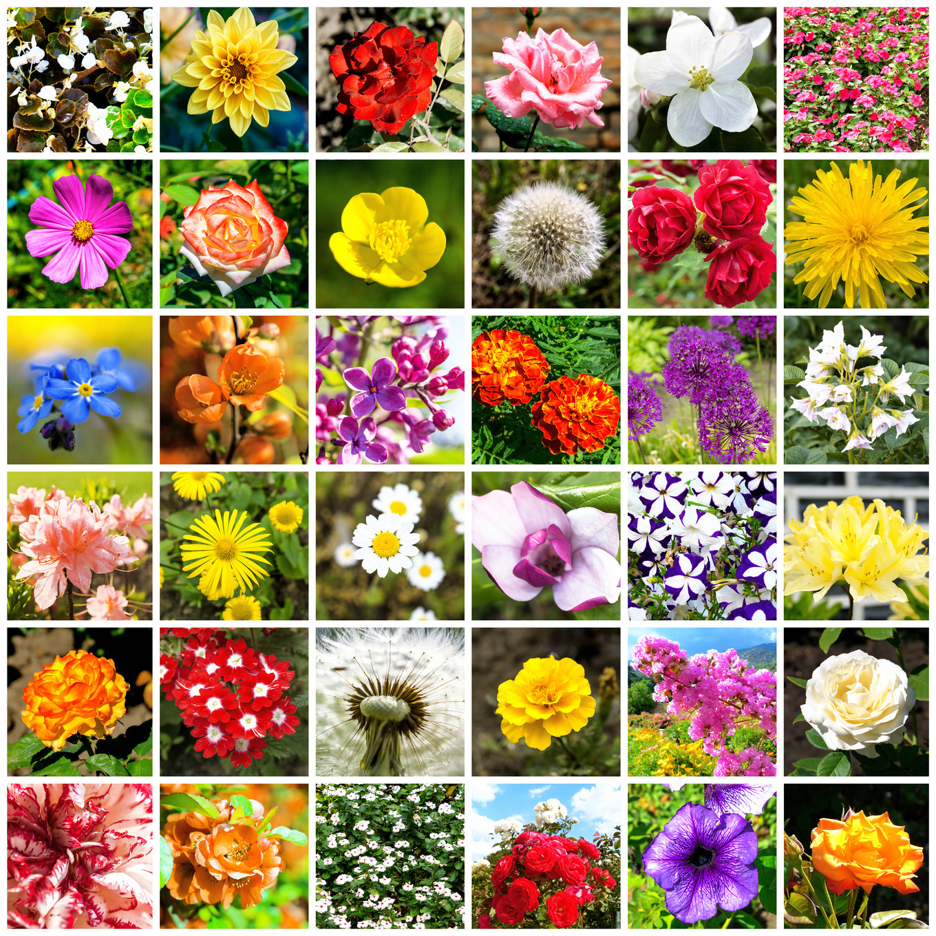 Collage of 36 flowers photos featuring collage, nature, and flower, a ...