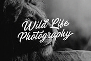 Bolgate - Script, a Script Font by ARSAVISUAL (Thumbnail 4 of 12)