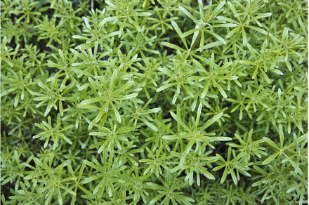 green spring texture from plants, a Nature Photo by Pakosta