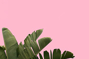Candy Pop Plants Stock Photos, a Nature Photo by Dee Andreoli Photography (Thumbnail 2 of 5)