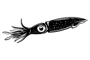 European flying squid