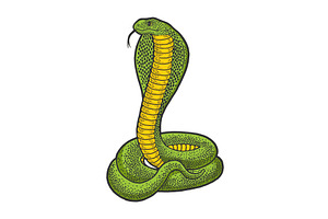 Cobra Snake Animal Sketch Vector