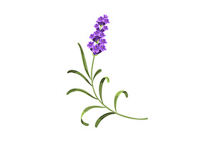 Lavender. Vector illustration of, an Object Illustration by the8monkey