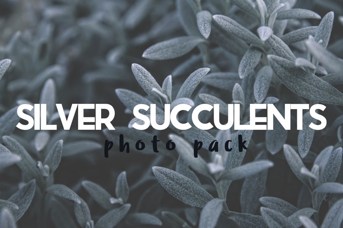 Silver Succulents Photo Pack, a Templates & Theme by c l a r a X Y (Photo 1 of 5)