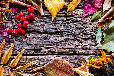 dry leaves and berries, a Nature Photo by itakdalee
