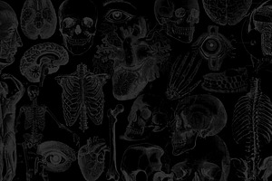 Antique Anatomy Overlays 2