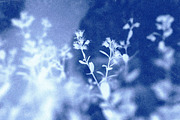 Cyanotype Photo Effect, a Layer Style Add-On by Design Squad (Thumbnail 6 of 6)