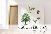 Oak Life Cycle Clip Arts and Print, an Education Illustration by Tati Bordiu (Thumbnail 1 of 4)