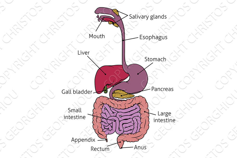 Human Gastrointestinal System Gut Digestive Tract, an Object Graphic by ...
