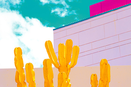 Colorful Cactus art. Cacti lover con, a Nature Photo by Jenya Porechenskaya