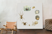 Spider Life Cycle Clip Arts & Print, an Illustration by Tati Bordiu (Thumbnail 3 of 4)