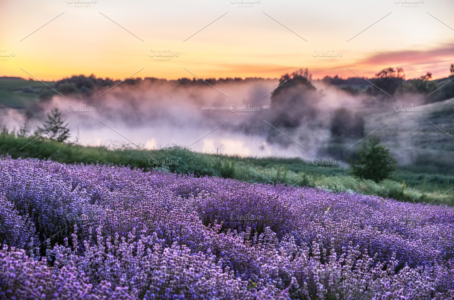 Colorful flowering lavandula or lave, a Nature Photo by Volff
