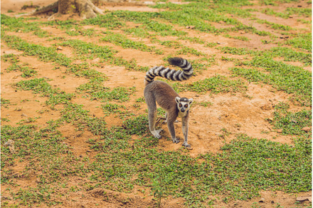 Lemur catta runs around the grass in, an Animal Photo by Elizaveta Galitskaya