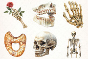 Antique Anatomy Overlays Set, an Illustration by Pixels.Craft (Thumbnail 3 of 7)