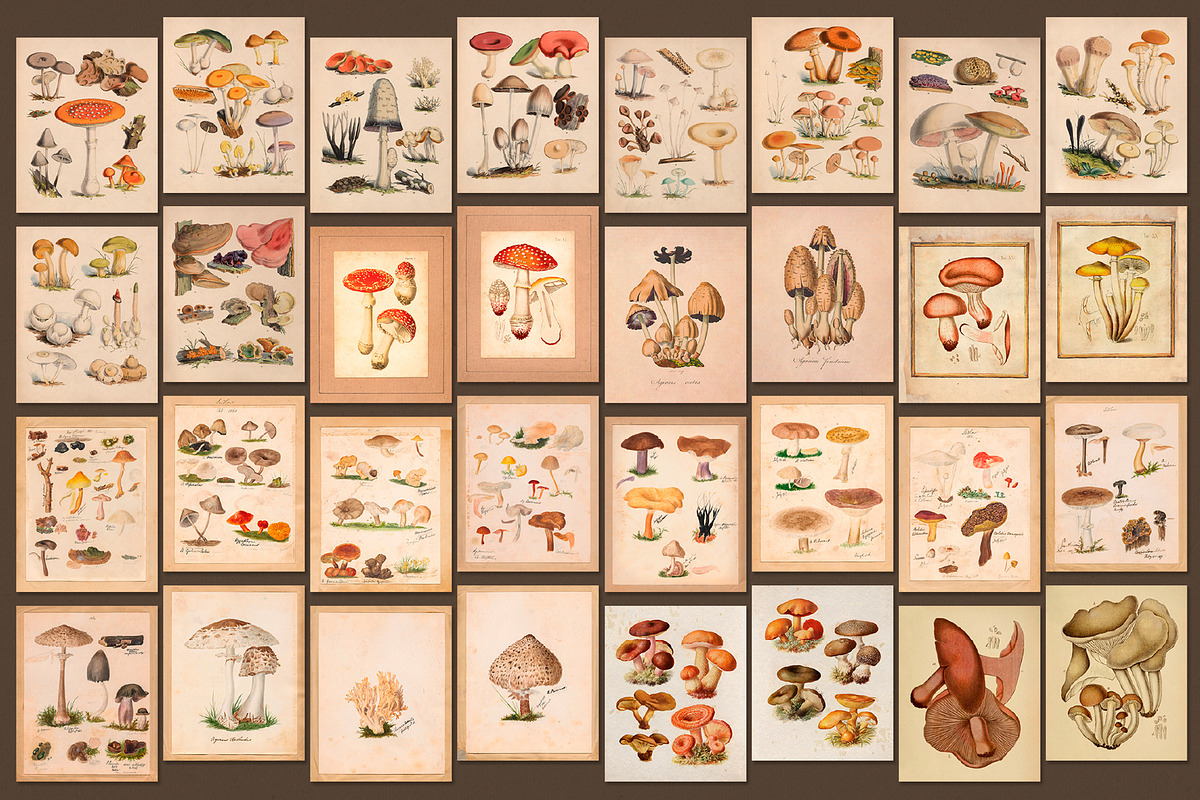 75 Vintage Mushroom Ephemera Artwork, a Decorative Illustration by The Object Atlas (Photo 6 of 7)