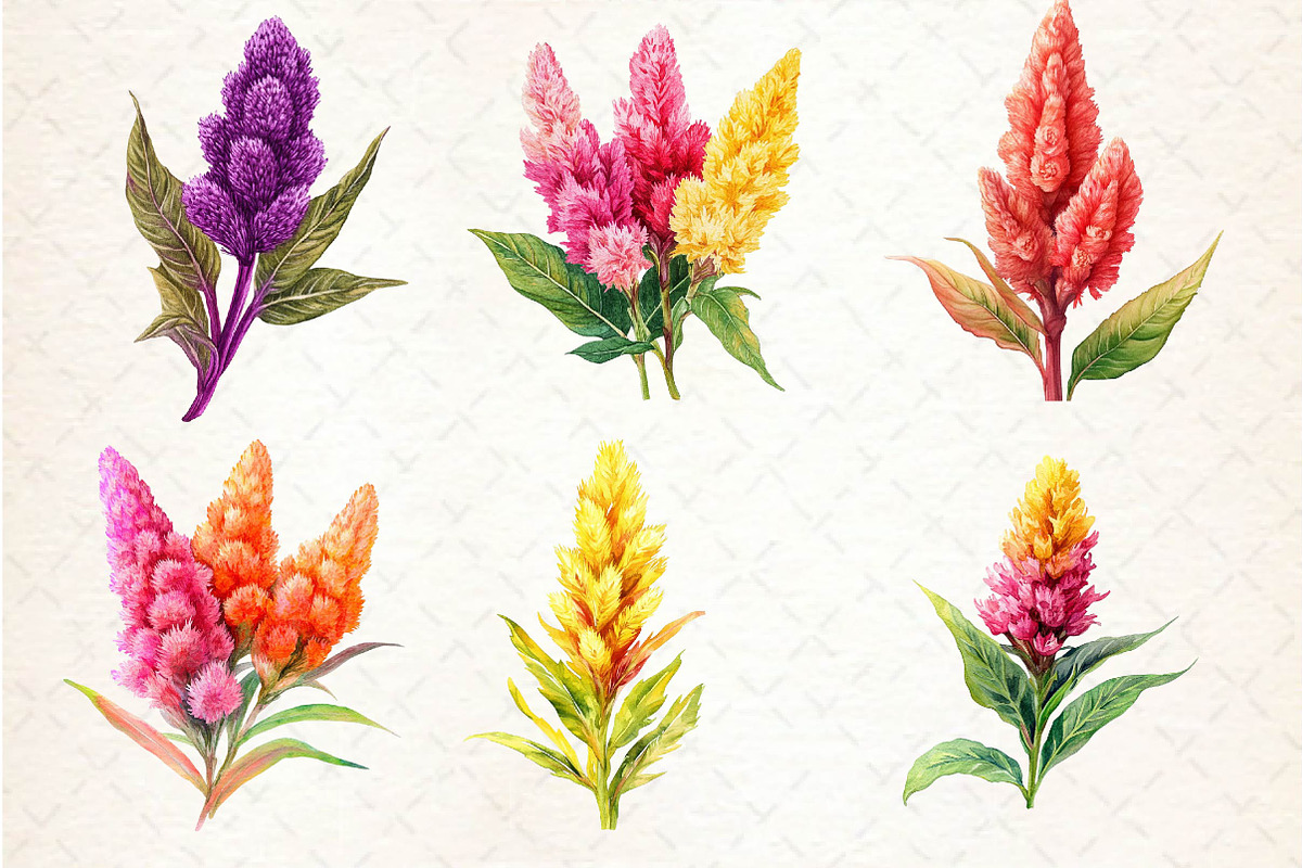 Celosia Flower Clipart, an Illustration by Dream Creation (Photo 3 of 6)