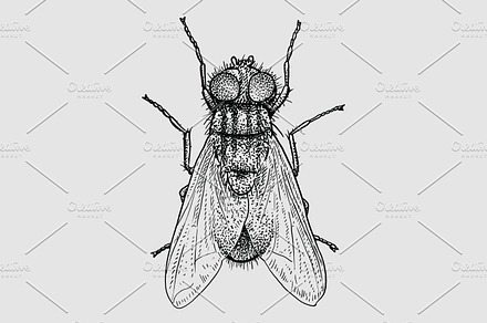 Fly illustration