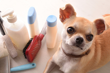 Dog grooming with chihuahua and bath products around, an Animal Photo by Davizro's Market