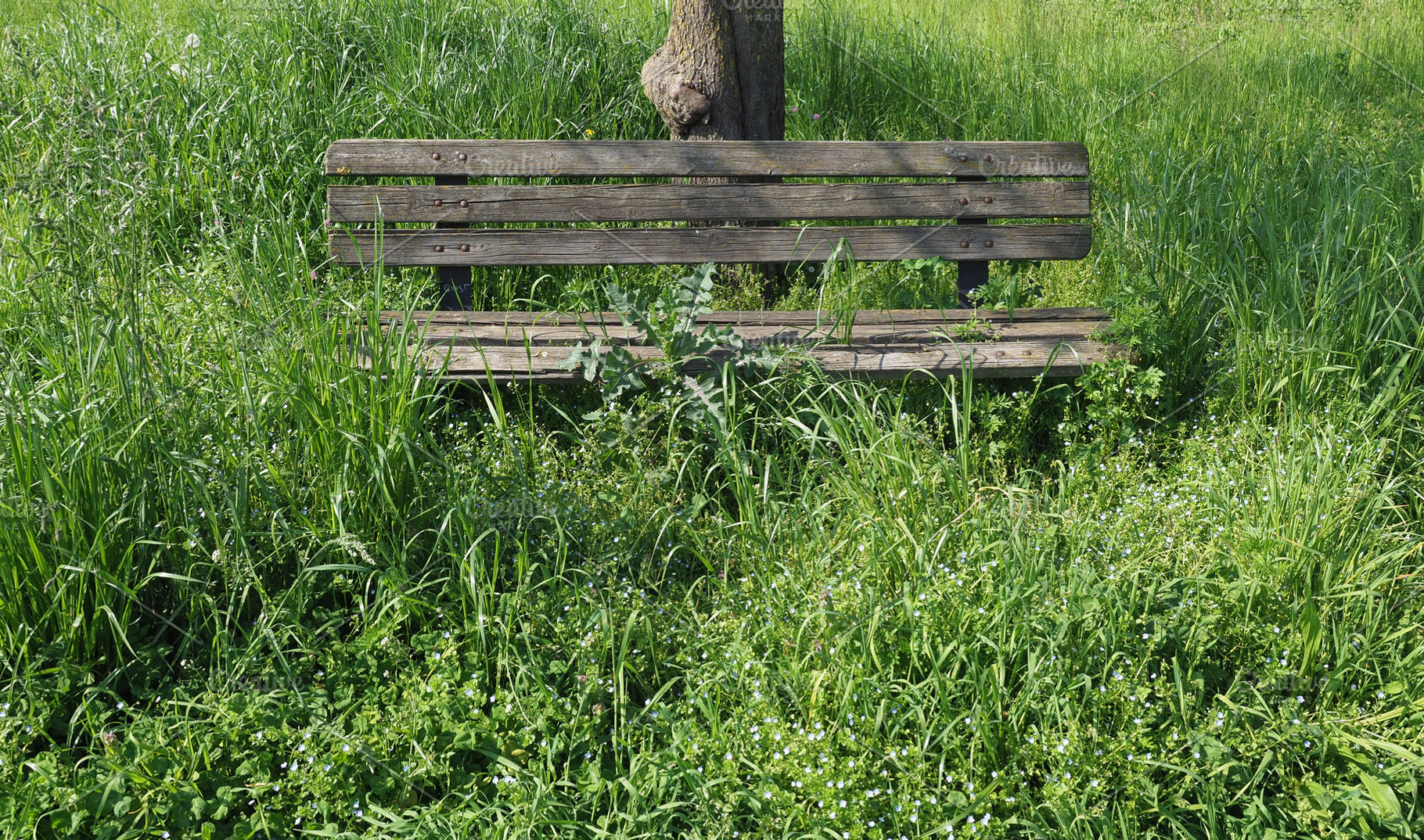 bench in grass, a Photo by WorldOfPhotos