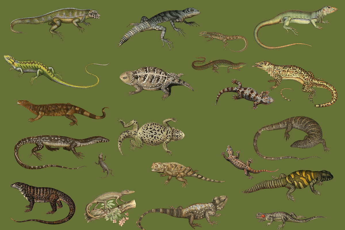 Vintage Vertebrate Animal Atlas, an Object Graphic by Lilithcollageart (Photo 7 of 14)