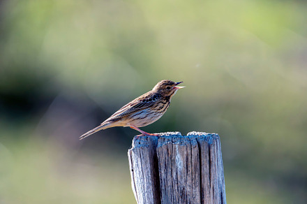 Tree pipit singing on a wooden post., an Animal Photo by CreativePhotoSpain