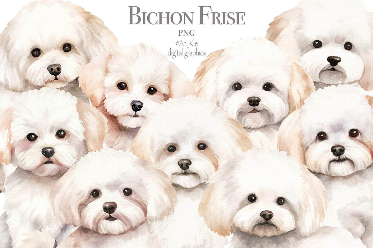 Bichon Frise, an Animal Illustration by TheCuteShop (Photo 1 of 3)