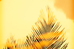 Sunset Palm Fronds, an Abstract Photo by THP Creative