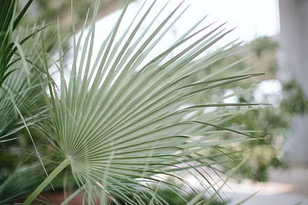 Palmetto 3 preview 3