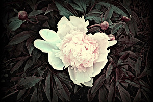 Vintage Peony Flower Blooms