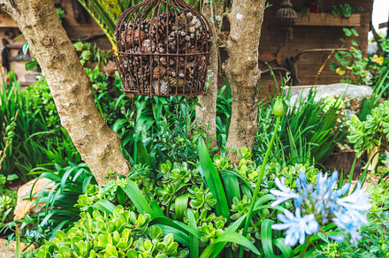 Hanging basket in lush garden