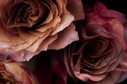 Adore Realistic Romantic Roses, an Object Graphic by Eclectic Anthology (Thumbnail 11 of 11)