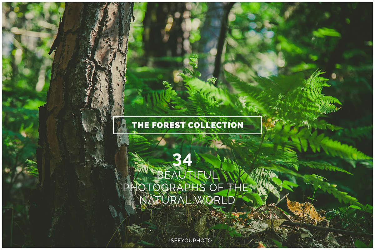 THE FOREST COLLECTION iseeyouphoto preview 6