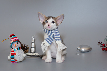 Small oriental kitten in a striped scarf