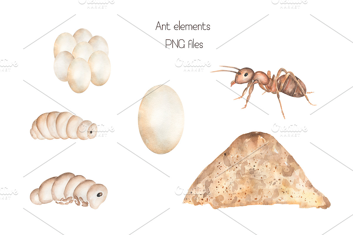 Watercolor Life Cycle Set, an Education Illustration by MayaNavits (Photo 9 of 11)