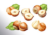 Huzelnuts. Watercolor collection, a Food Illustration by Daria Ustiugova (Thumbnail 6 of 23)
