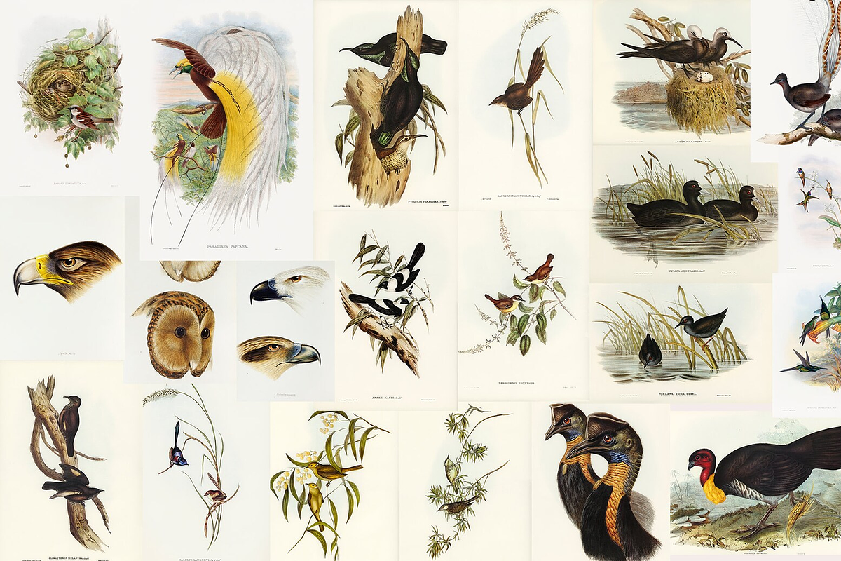300+ The Birds of Australia, an Animal Illustration by Digital Museum (Photo 12 of 15)